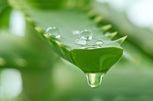 Aloe Vera For Face Care