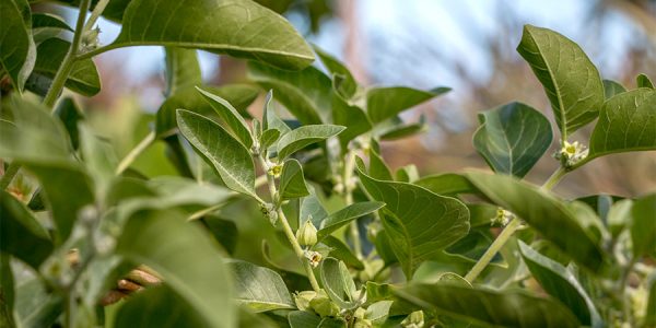 How To Use Ashwagandha