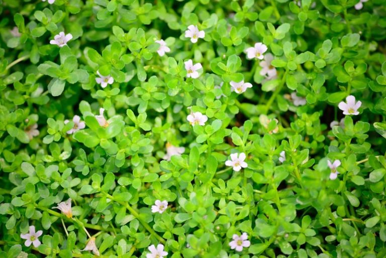 How To Use Brahmi