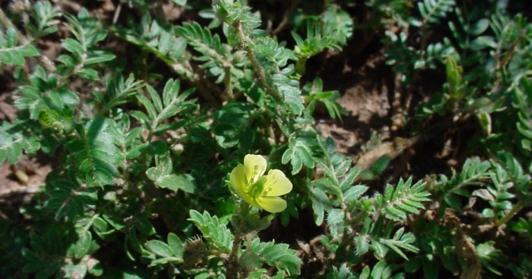 Top Ayurvedic Gokhru Capsules