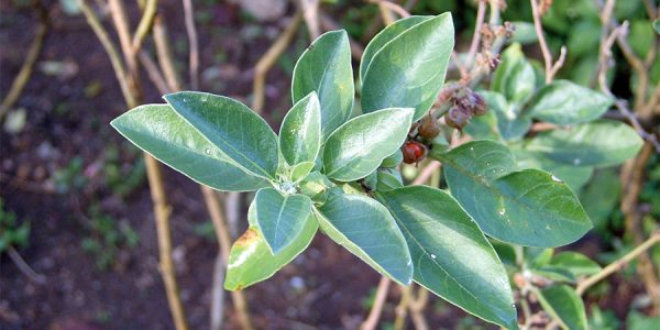 Top Health Benefits Of Ashwagandha
