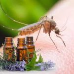 Benefits Of Mosquito Repellent Essential Oil