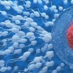 Ayurvedic Remedies For Low Sperm Count