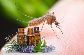 Benefits Of Mosquito Repellent Essential Oil