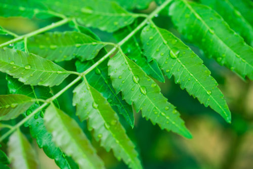 Benefits Of Neem Oil