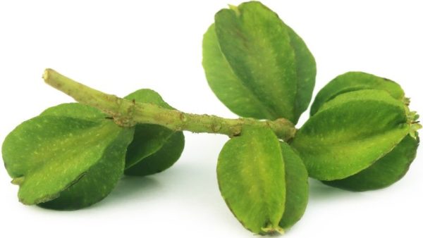 Top 10 Arjuna Capsules In India