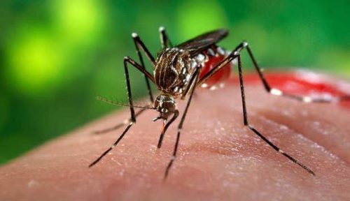 Ayurvedic Medicines For Dengue Fever
