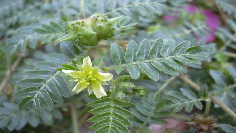 Gokhru For Kidney Stones
