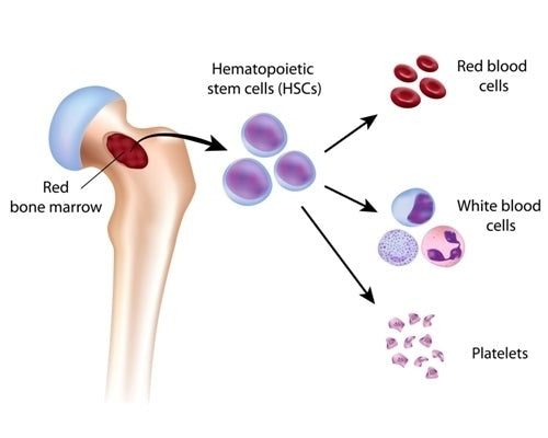 How to Keep Bone Marrow Healthy
