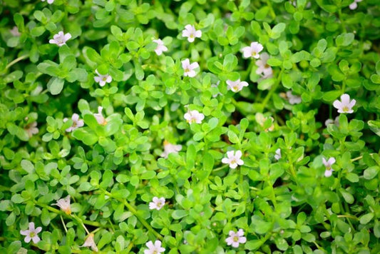 How To Use Brahmi