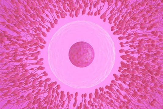 Shilajit For Increasing Sperm Count