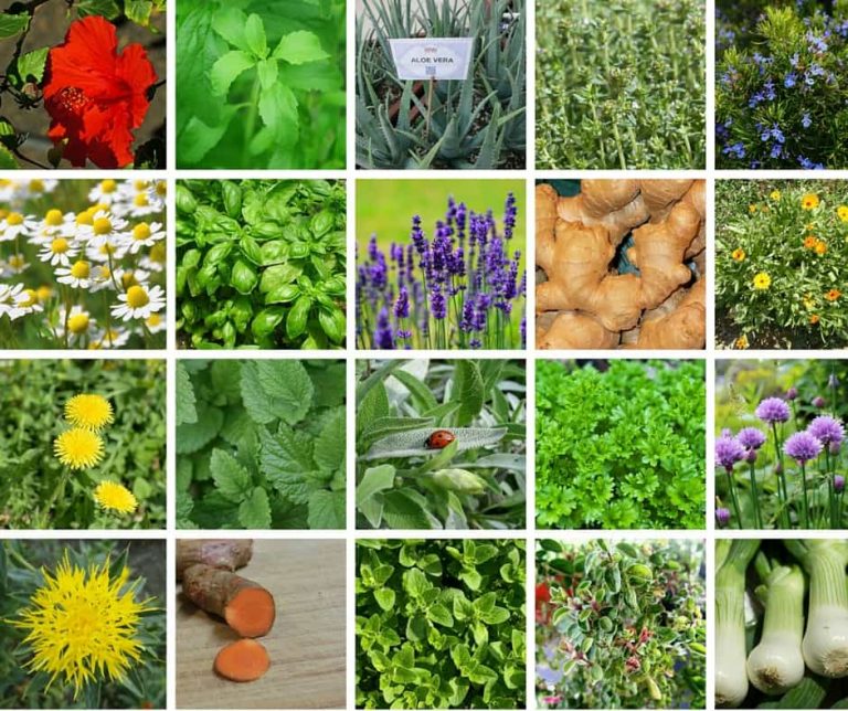 The Significance Of Ayurvedic Medicinal Herbs