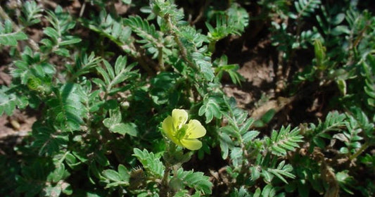 Top Ayurvedic Gokhru Capsules