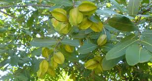 Top Health Benefits Of Arjuna Herb