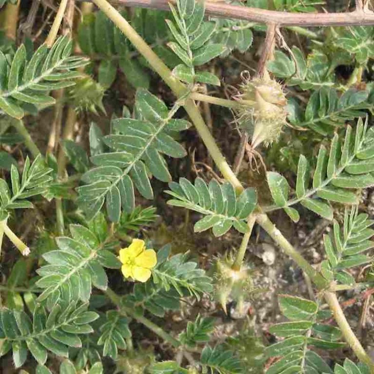Top Health Benefits Of Gokhru