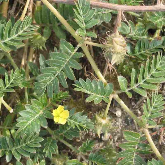 Top Health Benefits Of Gokhru