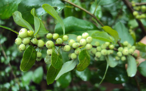 Top Health Benefits Of Guggulu Herb