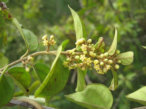 Top Health Benefits Of Gurmar Herb