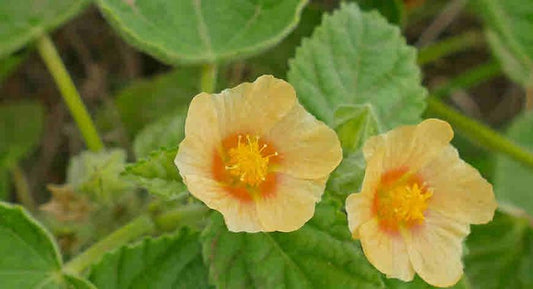 Top Health Benefits Of Bala Herb