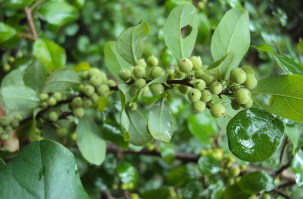 Top Ayurvedic Guggulu Capsules In India