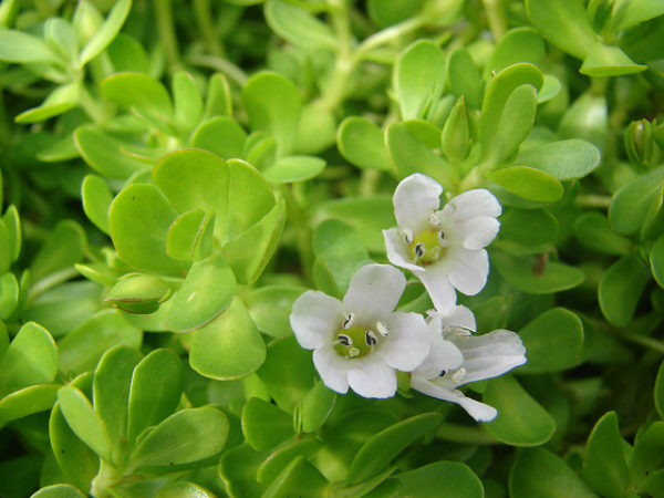Top 10 Benefits Of Brahmi Herb