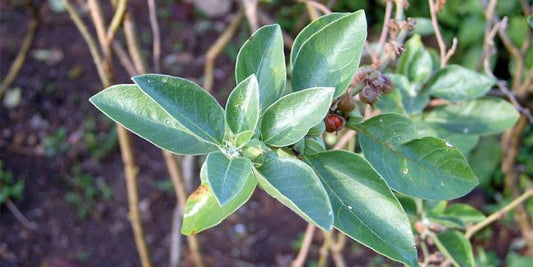 Top Health Benefits Of Ashwagandha