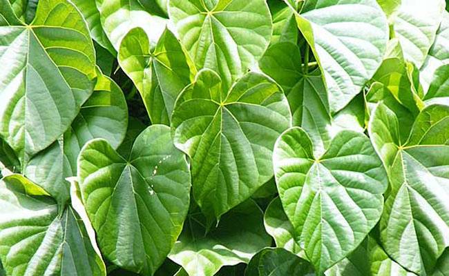 Top Benefits Of Giloy