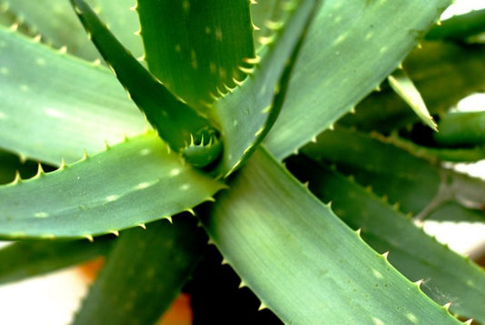 Aloe Vera For Hair