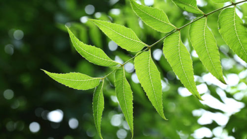 Best Neem Oil in India