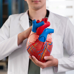 HEART WELLNESS/ CARDIOVASCULAR SYSTEM